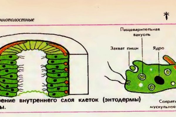 Kraken ссылка для тору vtor run